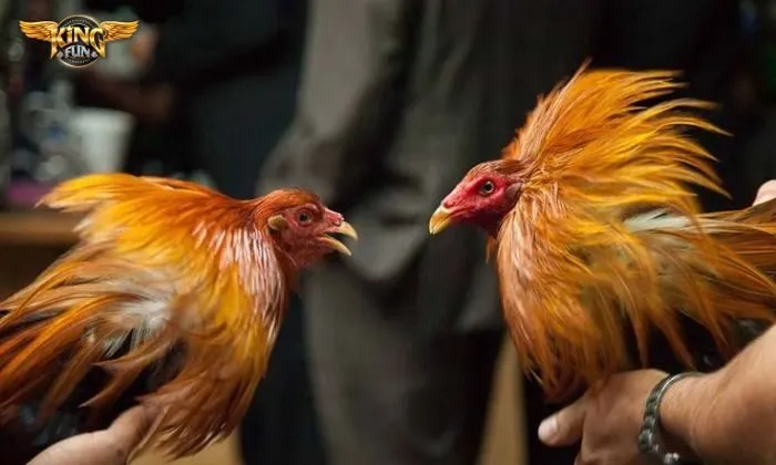 đá gà Kingfun Nắm chắc luật chơi trước khi vào tiền đá gà tại nhà cái